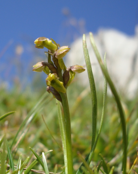 Chamorchis alpina, Malaxis monophyllos e altro...